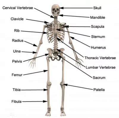 Bones Of The Human Body Anatomy Physioadvisor