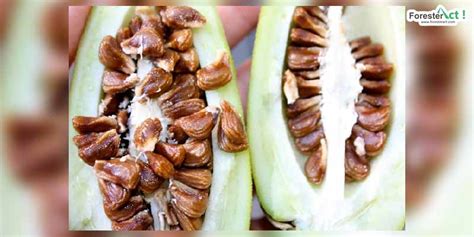 Agen biologi terdiri dari mikroorganisme, yang terdiri dari virus. Angel's trumpet: Si Cantik tapi Nakal bahkan Mematikan ...