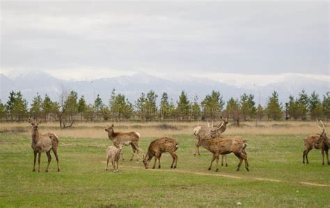 Herd Of Sika Deer Cervus Nippon Wildlife And Animal Photo Stock Photo
