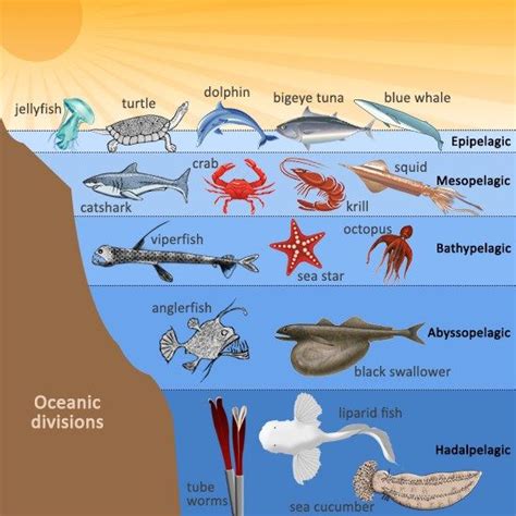 Animals Ocean Ecosystem Zones Ocean Science Science Fair Science For