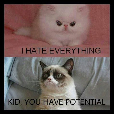 Kid You Have Potential Grumpy Cat Meme Cat Memes Grumpy Kitty Funny