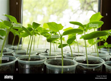 Cucumbers Plant Seedling Stock Photo Alamy