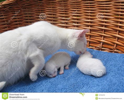 albino cats stock photo image