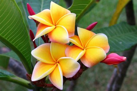 This Seasons Best Plumeria Blooms Plumeriahawaiian Rose Plumeria