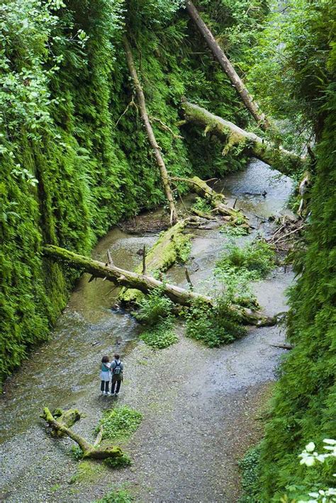 Prairie Creek Redwoods State Park State Parks Fern Canyon