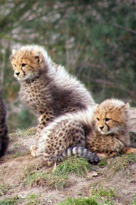Cheetah Babies Baby Animals Animals Beautiful Cute Animals
