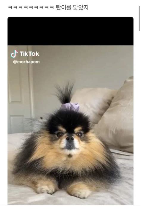 Another Dog Inspired V To Give Tannie A Photoshoot Bts Amino