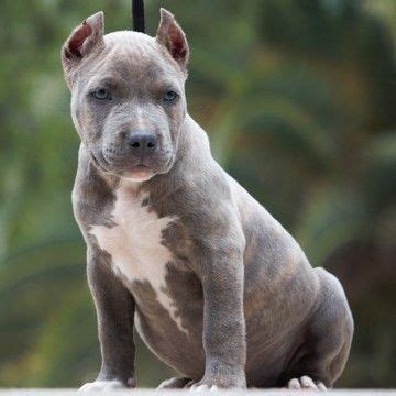 Buy healthy male and female american bully pitbull puppies at affordable prices. American Bully Pitbull Puppies For Sale Near Me