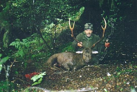 Sika Deer Nz Bowhunters