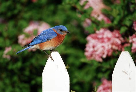 Eastern Bluebird Sialia Sialis Photograph By Richard And Susan Day
