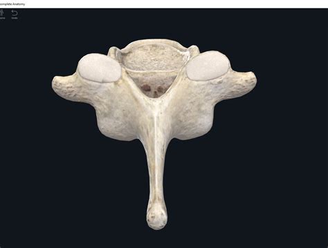 Bones Vertebral Column Cervical Region Anatomy And Physiology