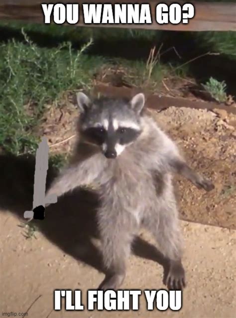 Sword Fighting Racoon Imgflip