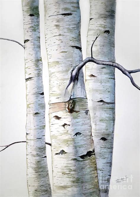 Birch Painting Birch Trees In Watercolor By Christopher Shellhammer