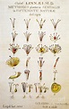 Systema Naturae Carolus Carl Linnaeus o1 Photograph by Botany - Fine ...