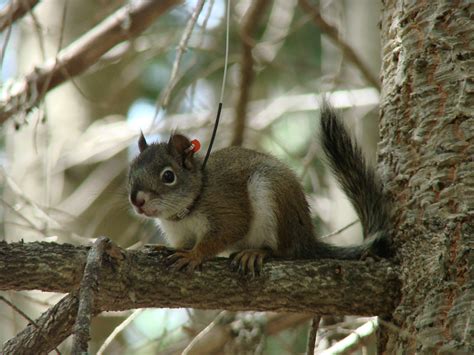 Crl Mount Graham Red Squirrel Monitoring Program Project Data