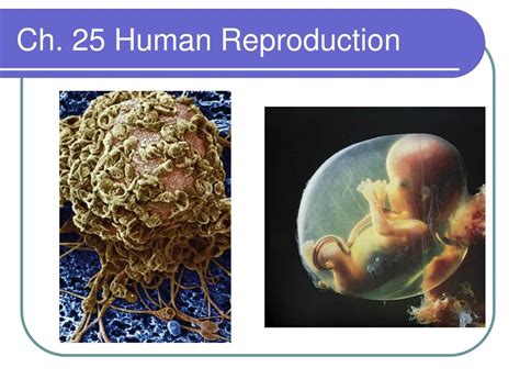 Ppt Ch 25 Human Reproduction Powerpoint Presentation Free Download