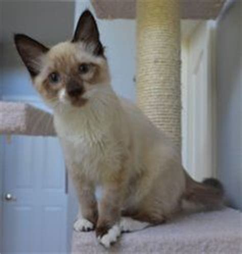 From more than 17,000 animal shelters & rescues. Siamese Cats For Adoption Near Me | Siamese Cats And Kittens