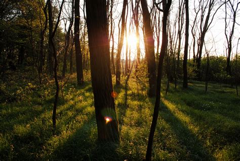 Sun Rays Shining Through Tree Wallpapers Wallpaper Cave