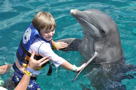 Why Dolphins Make Great Best Friends