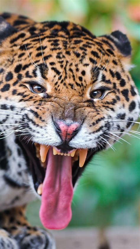 1080x1920 Wallpaper Jaguar Face Teeth Predator Big Cat Most