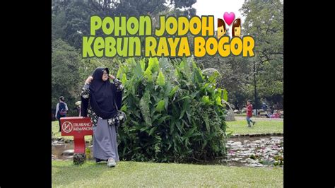 KEBUN RAYA BOGOR KETEMU POHON JODOH YouTube