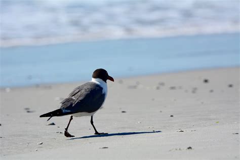 Shorebirds At Cape May Nj Rwhatsthisbird