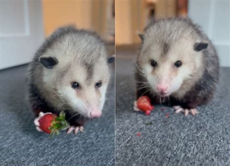 Opossum Enjoying Strawberry Melts Hearts Online Cutest Thing