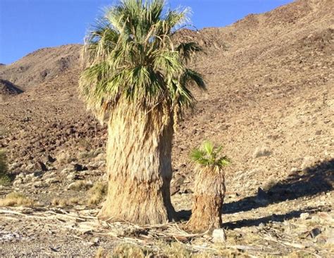 Desert Fan Palm Washingtonia Filifera Growing And Care Guide For Gardeners