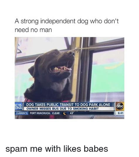 A Strong Independent Dog Who Dont Need No Man C15 Dog Takes Public