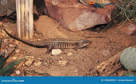 Lizards In A Reptile Garden Stock Photo Image Of South Background