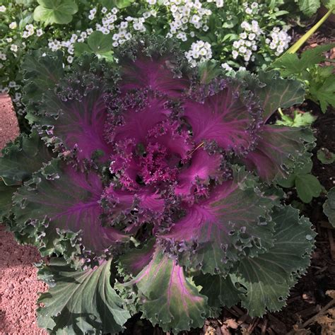 Brassica Oleracea Acephala Group Redbor Kale Redbor In