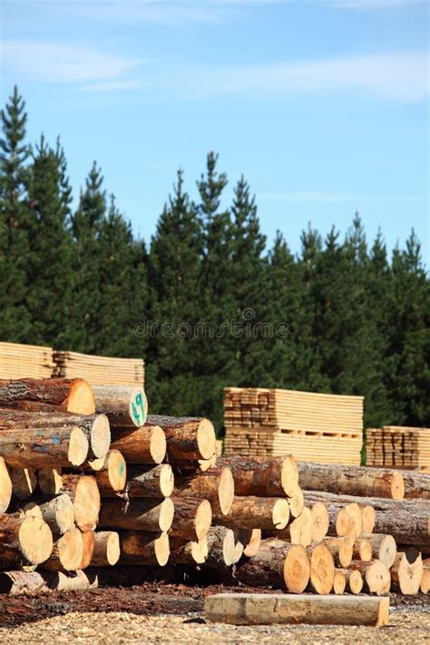 Timber Yard And Forest Stock Photo Image Of Stack Forest 14007768