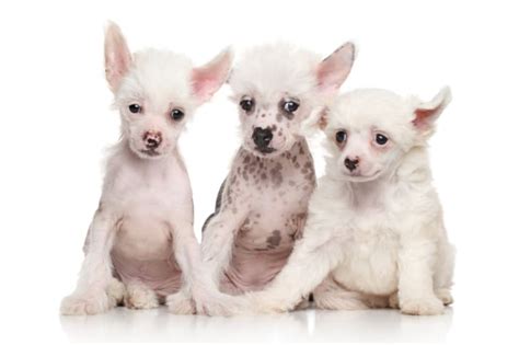 How many types of chinese crested dogs are there? 11 Quirky Facts About the Chinese Crested | Mental Floss