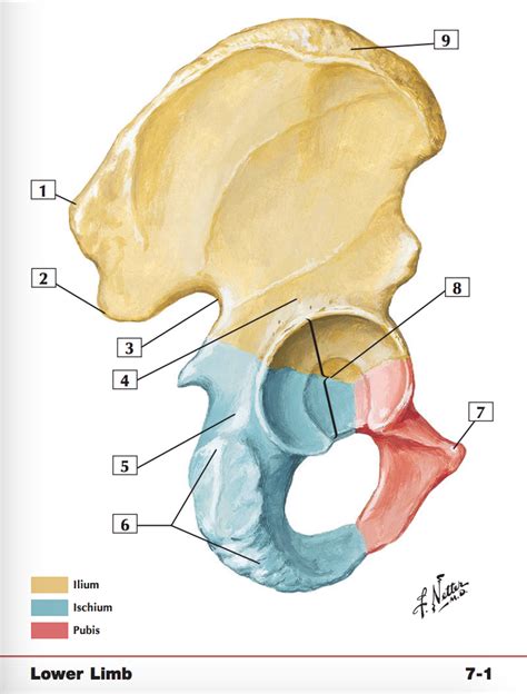 Hip Coxal Bone Lateral View 1 Diagram Quizlet