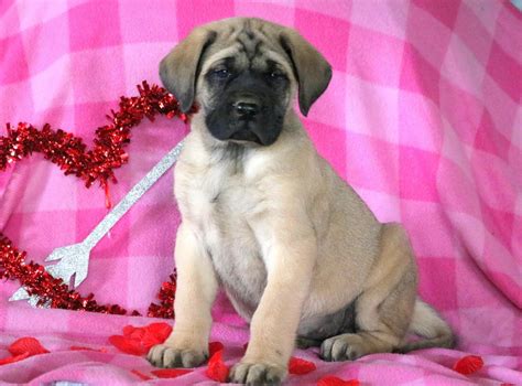 1,000+ vectors, stock photos & psd files. English Mastiff Puppies For Sale | Seattle, WA #271490