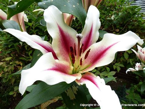 Fragrant Oriental Lily In My Garden My Garden Pacific Nw Plants