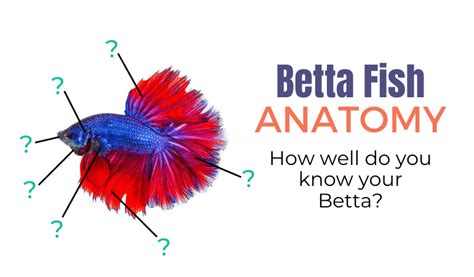 Betta Fish Anatomy Body Parts And Skeleton Explained Diagram