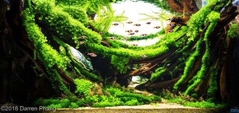 Adding water slowly is key. Aquascaping Contest - AGA 2018 Winners • AquascapingLove ...
