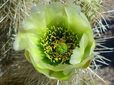 The flowers are usually white, sometimes with yellow or pink sepals. Pin by liz on Cactus in 2020 | Mojave desert, Arizona ...
