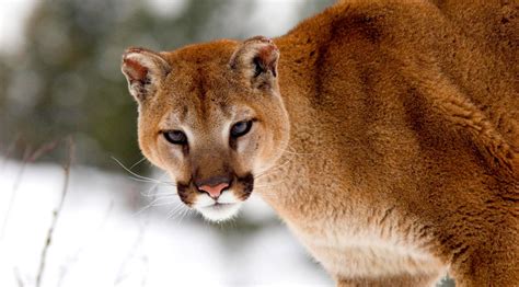 Extinct Eastern Cougar No Longer Needs Us Protection Wildlife Untamed