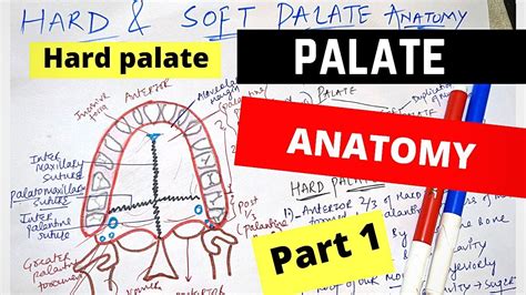 Hard Palate Anatomy Youtube