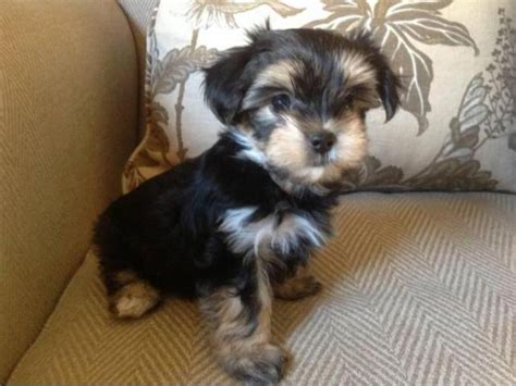 Morkie Puppies For Sale In Ga Statesboro Puppies For Sale Near Me