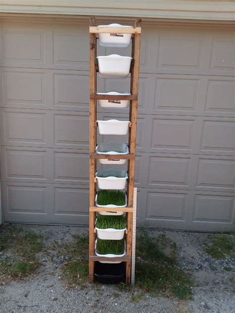 9 day red wheat fodder system. My $10 Inexpensive DIY Fodder Tower with Dollar Tree Dish ...