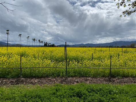 Friday Flowers The Mustard Flowers Of Napa Valley Surreyfarms A