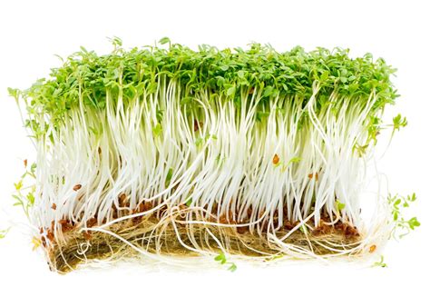 1000 Curled Garden Cress Seeds Non Gmo Heirloom Seeds Etsy