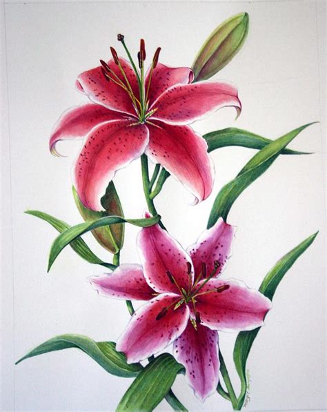 Stargazer Lilly Drawing At Getdrawings Free Download