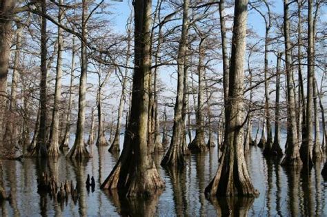 Reelfoot Lake State Park Tiptonville 2018 All You Need To Know