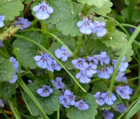 https://seedempire.com/ground-ivy-seeds-glechoma-hederacea.html