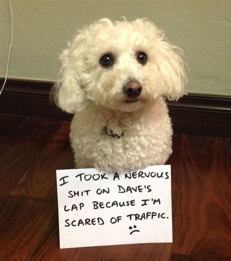 36 Naughtiest Dogs And Cats Confessing Their Dirty Crimes Small Joys