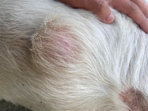 Lump On Dogs Chest Its Soft Outside And Hard Inside Im Not Sure